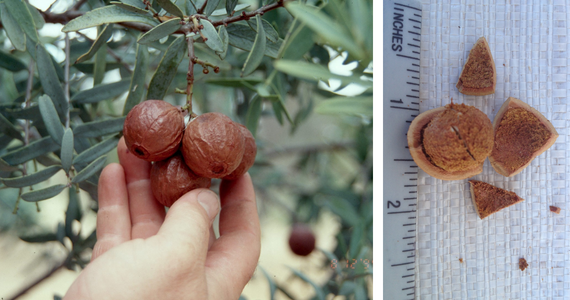 Fighting Food Waste