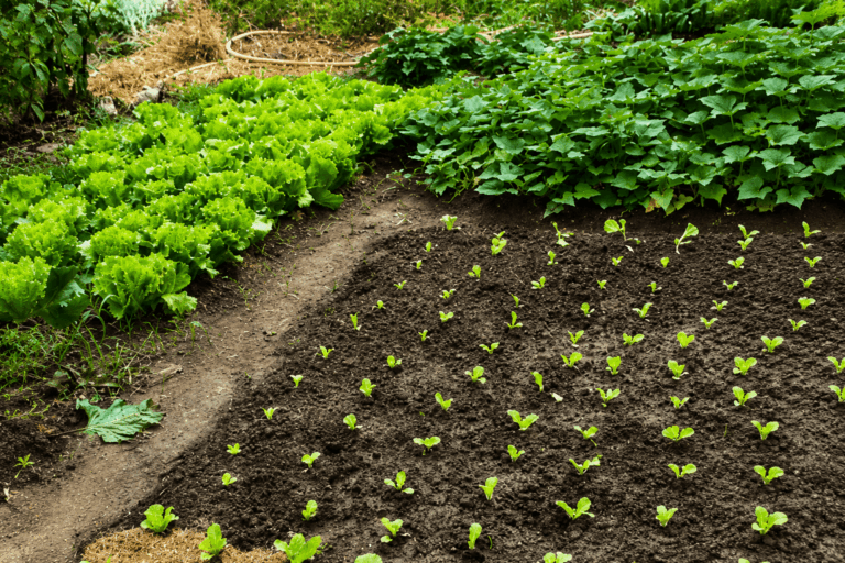 Domestic Pesticides and Herbicides