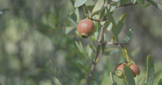 New $1.9 million research project set to transform the sandalwood nut industry