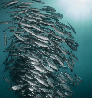 Biota